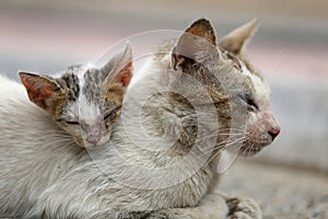 Vagrant sick cats. Homeless wild cats on dirty street in AsiaÂ 